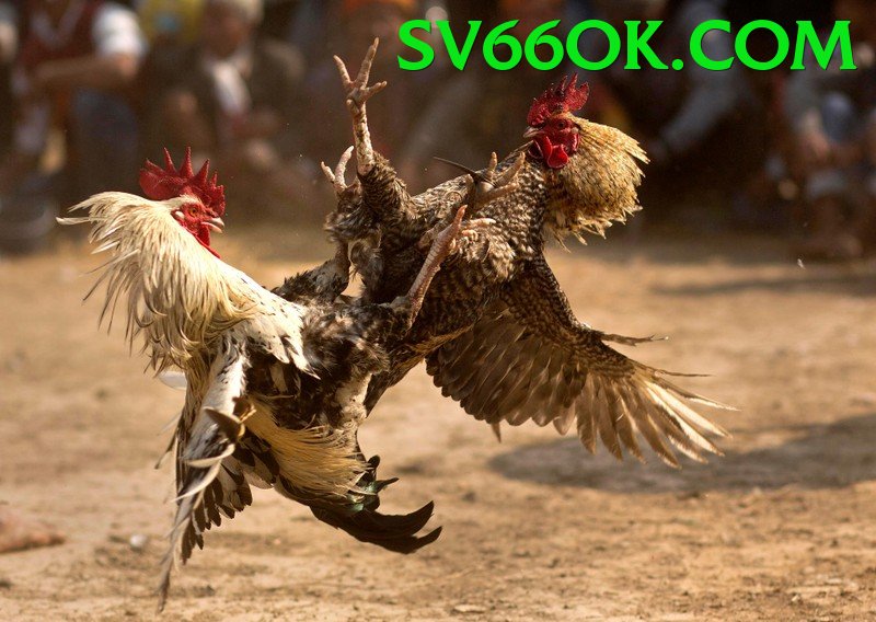 Đá Gà Trực Tiếp - Ưu đãi đặc biệt - PvP