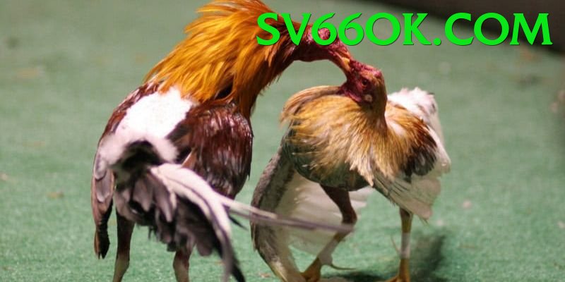 Đá Gà Trực Tiếp - sv66 - Điều khoản